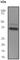 Sirtuin 2 antibody, ab51023, Abcam, Western Blot image 