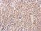 Caspase 4 antibody, PA5-29788, Invitrogen Antibodies, Immunohistochemistry frozen image 