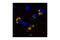 Synuclein Alpha antibody, 2647T, Cell Signaling Technology, Immunofluorescence image 