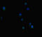 EP300 antibody, LS-C677822, Lifespan Biosciences, Immunofluorescence image 