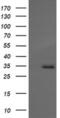 MAGE Family Member A4 antibody, MA5-26118, Invitrogen Antibodies, Western Blot image 