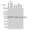 Pyruvate Dehydrogenase Kinase 1 antibody, orb137872, Biorbyt, Western Blot image 