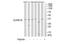 Methylosome subunit pICln antibody, TA313635, Origene, Western Blot image 