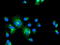 Interferon Regulatory Factor 6 antibody, TA503338, Origene, Immunofluorescence image 