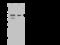 Sorting nexin-15 antibody, 200901-T36, Sino Biological, Western Blot image 