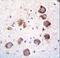 Epidermal Growth Factor antibody, LS-C167655, Lifespan Biosciences, Immunohistochemistry paraffin image 