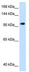 SEC63 Homolog, Protein Translocation Regulator antibody, TA341886, Origene, Western Blot image 