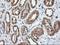 Nudix Hydrolase 9 antibody, NBP2-01072, Novus Biologicals, Immunohistochemistry frozen image 