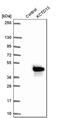 Potassium Channel Tetramerization Domain Containing 13 antibody, PA5-60403, Invitrogen Antibodies, Western Blot image 