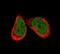 Activating Transcription Factor 3 antibody, NBP2-34489, Novus Biologicals, Immunofluorescence image 