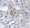 Platelet And Endothelial Cell Adhesion Molecule 1 antibody, FNab09993, FineTest, Immunohistochemistry frozen image 