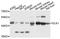 Delta Like Non-Canonical Notch Ligand 1 antibody, A2715, ABclonal Technology, Western Blot image 