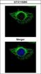 Protein Disulfide Isomerase Family A Member 4 antibody, GTX115263, GeneTex, Immunocytochemistry image 