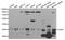 CD86 antibody, LS-B11911, Lifespan Biosciences, Western Blot image 