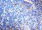 CD163 antibody, NB110-59935, Novus Biologicals, Immunohistochemistry frozen image 