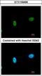 SWI/SNF Related, Matrix Associated, Actin Dependent Regulator Of Chromatin, Subfamily A Like 1 antibody, GTX109468, GeneTex, Immunocytochemistry image 