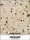 Tectonin Beta-Propeller Repeat Containing 1 antibody, 62-876, ProSci, Immunohistochemistry paraffin image 