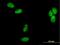 DNA Polymerase Delta 2, Accessory Subunit antibody, H00005425-B01P, Novus Biologicals, Immunocytochemistry image 