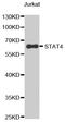 Signal Transducer And Activator Of Transcription 4 antibody, MBS125388, MyBioSource, Western Blot image 