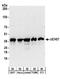 Ubiquitin carboxyl-terminal hydrolase isozyme L5 antibody, A304-099A, Bethyl Labs, Western Blot image 