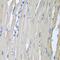 LDL Receptor Related Protein 6 antibody, PA5-76195, Invitrogen Antibodies, Immunohistochemistry paraffin image 