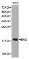 BCL2 Associated Agonist Of Cell Death antibody, abx001341, Abbexa, Western Blot image 