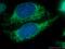 1C9-2 antibody, 66562-1-Ig, Proteintech Group, Immunofluorescence image 