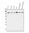 Death Domain Associated Protein antibody, PA1809, Boster Biological Technology, Western Blot image 