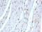 Small Ubiquitin Like Modifier 2 antibody, NBP2-48454, Novus Biologicals, Immunohistochemistry paraffin image 