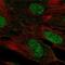 LIM Homeobox 9 antibody, NBP1-86114, Novus Biologicals, Immunofluorescence image 