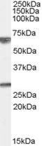 G-protein-signaling modulator 2 antibody, LS-B2915, Lifespan Biosciences, Western Blot image 