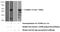 Gasdermin B antibody, 12885-1-AP, Proteintech Group, Western Blot image 