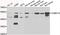 Calcium/Calmodulin Dependent Protein Kinase IG antibody, orb247937, Biorbyt, Western Blot image 