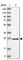 Metaxin 2 antibody, HPA031550, Atlas Antibodies, Western Blot image 