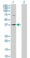 Speckle-type POZ protein antibody, H00008405-D01P, Novus Biologicals, Western Blot image 