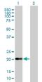 Claudin 15 antibody, H00024146-B02P, Novus Biologicals, Western Blot image 