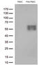 Programmed Cell Death 1 antibody, LS-C796947, Lifespan Biosciences, Western Blot image 