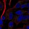Receptor Activity Modifying Protein 2 antibody, NBP2-58104, Novus Biologicals, Immunofluorescence image 