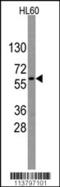 G Protein Nucleolar 3 antibody, 57-453, ProSci, Western Blot image 