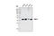 Pro-Apoptotic WT1 Regulator antibody, 2328S, Cell Signaling Technology, Western Blot image 