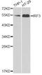 Interferon Regulatory Factor 3 antibody, A11373, ABclonal Technology, Western Blot image 
