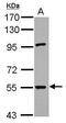 Ring Finger Protein 168 antibody, GTX118147, GeneTex, Western Blot image 