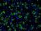 Aconitase 2 antibody, NBP2-02241, Novus Biologicals, Immunofluorescence image 