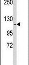 Kinesin Family Member 11 antibody, PA5-26106, Invitrogen Antibodies, Western Blot image 