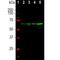 Neurofilament Light antibody, NBP2-50612, Novus Biologicals, Western Blot image 
