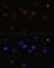 RB Transcriptional Corepressor 1 antibody, 14-015, ProSci, Immunofluorescence image 