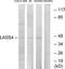 Ceramide Synthase 4 antibody, TA315794, Origene, Western Blot image 