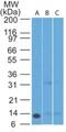 Phorbol-12-Myristate-13-Acetate-Induced Protein 1 antibody, NBP2-25251, Novus Biologicals, Western Blot image 