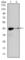 Actin Alpha 2, Smooth Muscle antibody, abx015761, Abbexa, Western Blot image 