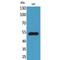 C-X3-C Motif Chemokine Receptor 1 antibody, LS-C386880, Lifespan Biosciences, Western Blot image 